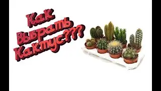 How to Choose a Cactus? - Cactus Reviews Direct from the Store - Cactus Mix - Dutch Cacti
