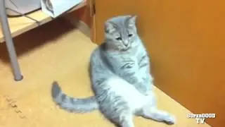 Приколы с кошками. Смешное видео с животными. Смешные кошки