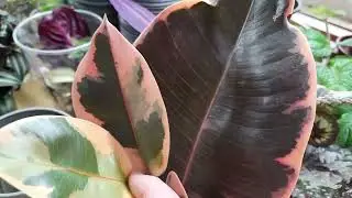 Обзор фикусят на продажу.
