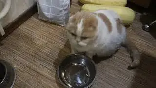 Кот хочет пить