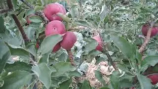 Яблоня сорта ДЖОНАТАН