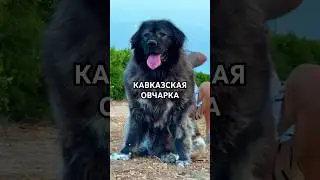 A dog that guards so much that even a shadow is afraid to pass by 🐻🛡️