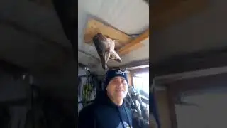Чучело из головы щуки 