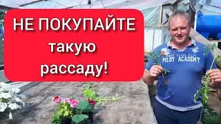 DO NOT BUY such seedlings!