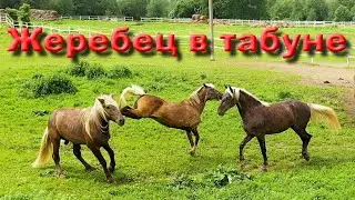 Выпускаем жеребца в табун , знакомим учеников с лошадьми в табуне, разговор о плюсах больших левад.