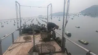 泰叔又要去捞海蛎了，这底下的贻贝也不少啊，不知不觉就忙到天黑