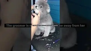 Dog wants to pee while being groomed for lolz