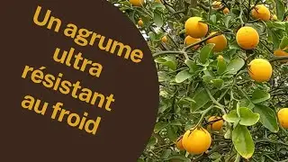 UN AGRUME ULTRA RESISTANT AU FROID