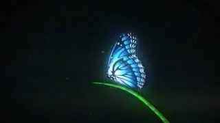 Magic Butterfly   AE