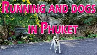 Running and dogs in Phuket
