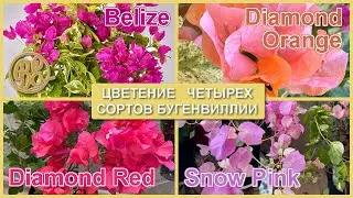 Видео цветения бугенвиллии (Belize, Diamond Red, Diamond Orange, Snow pink)
