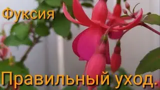 Как ухаживать за фуксией!☝️☝️☝️