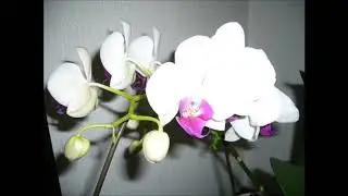 you don't have to say you love me　この胸のときめきを