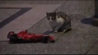 Kedileri Trollemek