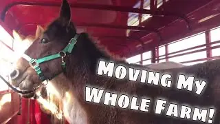 Moving All Of My Animals - Nearly 100 Pets!
