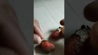 yummy yummy stoubery choklet #youtube #chocolate #viral #youtubeshorts #youtubeshorts #veervlogs