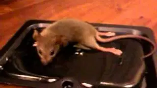Best mouse trap.