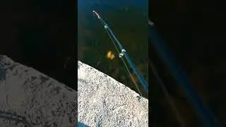 Pro-утка