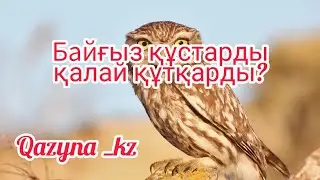 Байғыз құстарды қалай құтқарды?