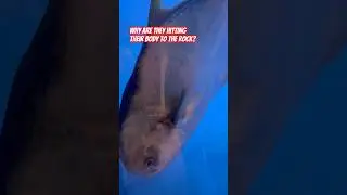Fish funny actions 🤣🤣