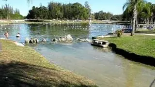 Warm Mineral Springs--January 2011 #3