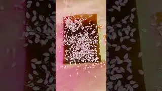 Морские чипсы со вкусом Умами💪💯💥