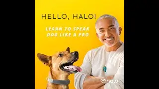 Halo Collar with Cesar Millan Review