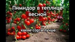 Помидор в теплице - сорта, уход и удобрения