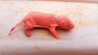 Cute and Funny Rescued Baby Mice Found Abandoned By Mother