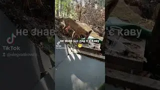 лис на каву прийшов