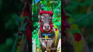 beauty of pongal