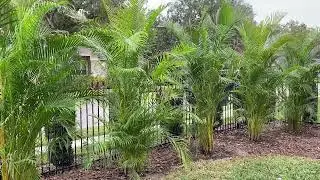 Areca Palm Florida - Do they grow in Florida?