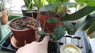Обзор своих растений - все что у меня есть.