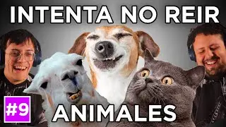 Intenta No Reir Especial ANIMALES🐶​🐱​ #9