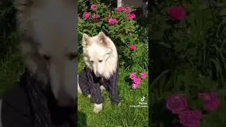 Луна:ролка