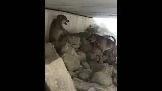 KURT KÖŞEYE SIKIŞINCA DİŞ GÖSTEESI YETER