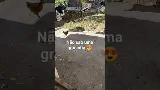 são lindas minhas franguinhos entendi tudo kkk
