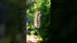 Good morning 🐛🦋 ☀️ #shorts #beautiful #nature