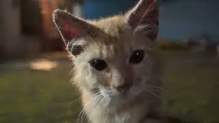 Kucing Kecil Bersaudara 🐈
