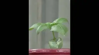 UTILIZE EVERY CORNER OF YOUR HOME FOR FOOD PRODUCTION#farming #agriculture #viral #viralvideo