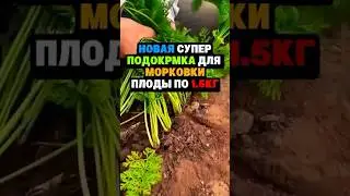 Супер подкормка для моркови 