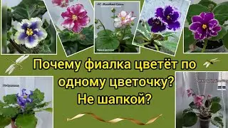 Violet blooms little? No strength to bloom? 10 basic rules for caring for violets!