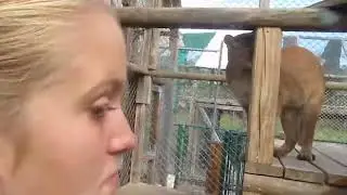 Florida Panther plays with Tire