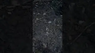 Животные раскопали это