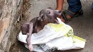 10 HEARTBREAKING STORIES ABOUT ANIMALS!
