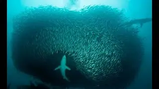 Wild Giant  Predators - Millions of Sardines (Nat Geo Wild)