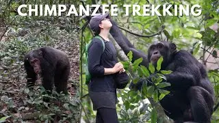 FINDING THE CHIMPS IN UGANDA