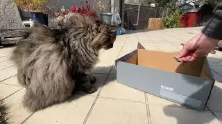 Momo and Co get a whole bag of catnip (BTS)