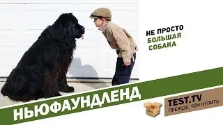 TEST.TV: Everything for animals. Newfoundland – rescue dog.