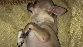 Ночной истерический припадок у чихуахуа!